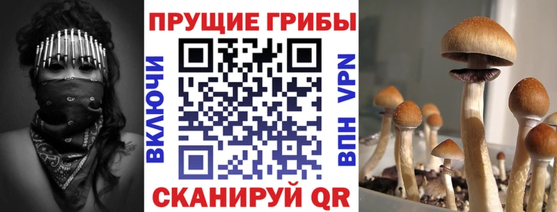 Псилоцибиновые грибы Cubensis  купить наркотик  Бобров 